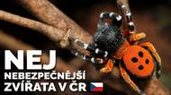 Nejjedovatější zvířata České republiky, na která můžete ve volné přírodě narazit